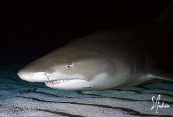 A night time dive at Tiger Beach provided me with great c... by Steven Anderson 
